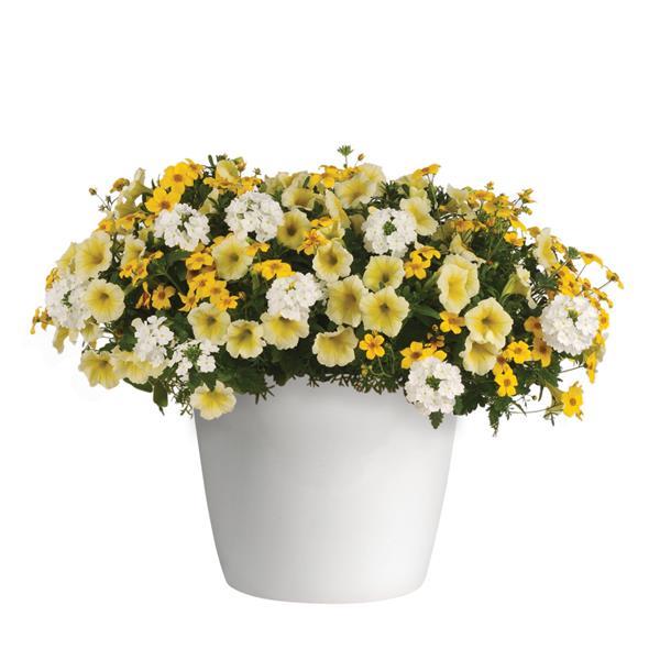 Trixi® Pop the Bubbly 27