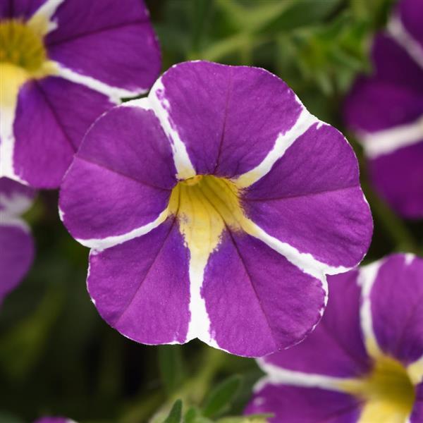 MiniFamous<sup>®</sup> Uno Blue Star