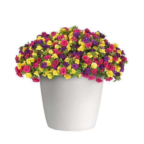 Trixi® Evo-Centric 27