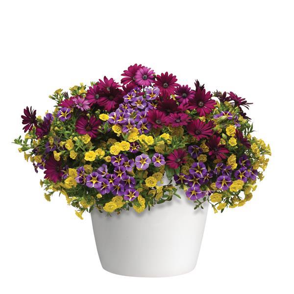 Trixi® Popular Demand 27