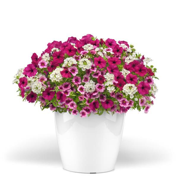 Trixi® Rose Colored Glasses