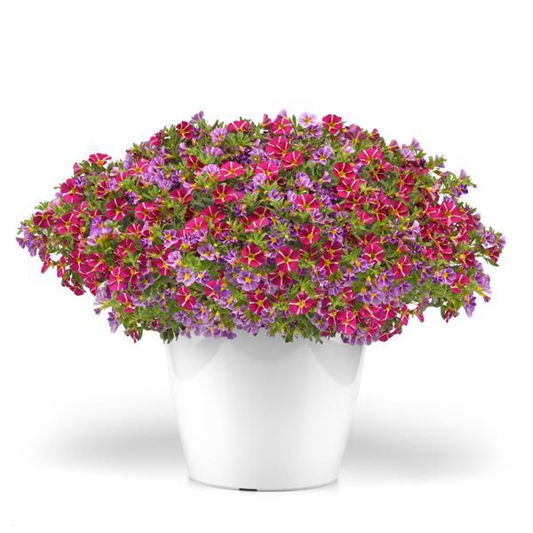 Trixi® Starspinner 27