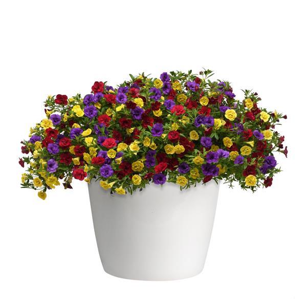 Trixi® Double Date 27