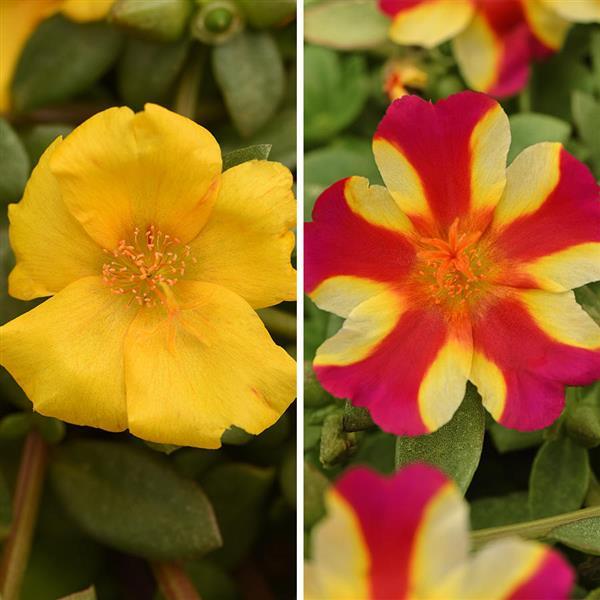 Trixi® Raspberry Heatwave