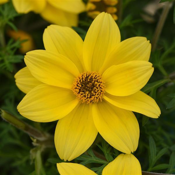 Namid™ Compact Yellow