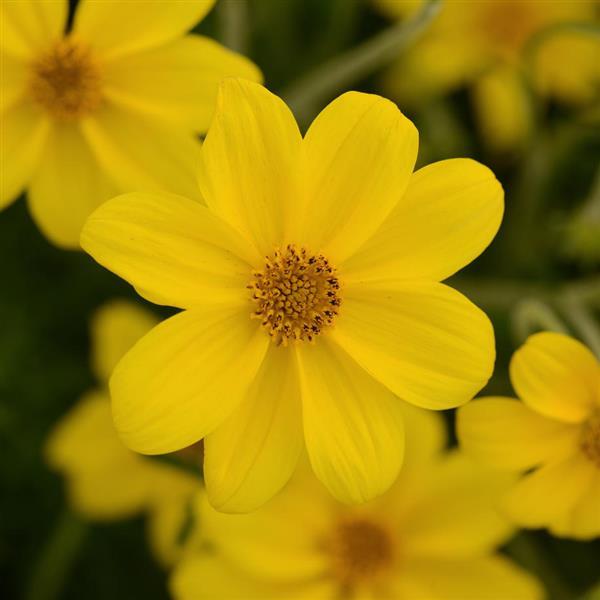 Namid™ Special Yellow