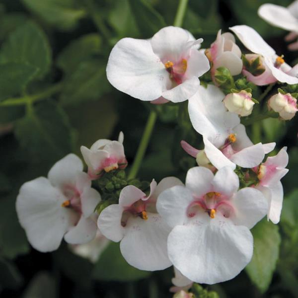 Piccadilly™ Appleblossom