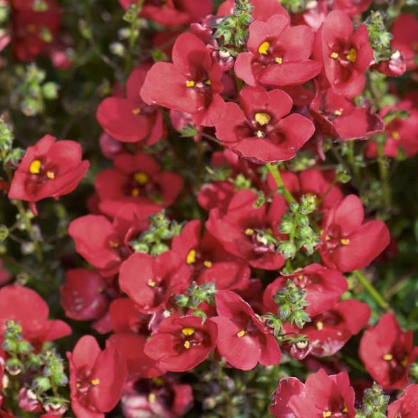 Piccadilly™ Dark Red