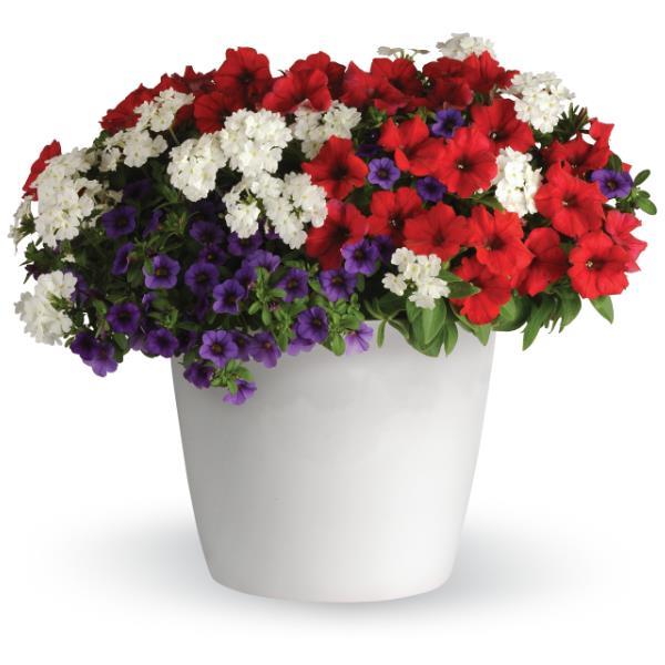 Trixi® Liberty Bell
