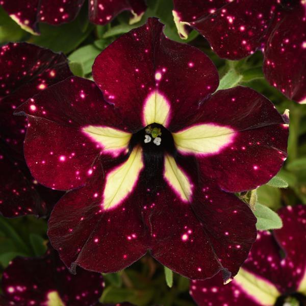 Headliner™ Starry Sky Burgundy