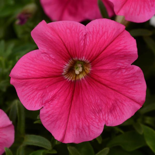 Starlet™ Dark Pink