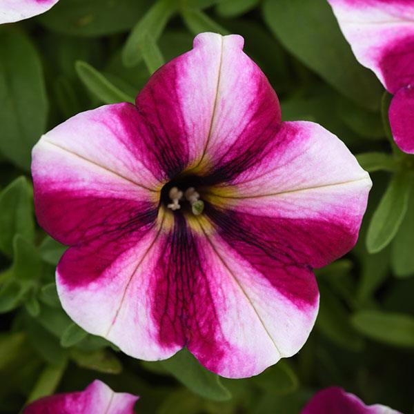 Starlet™ Magenta Star