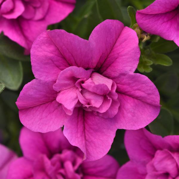 MiniFamous<sup>®</sup> Neo Double Pink