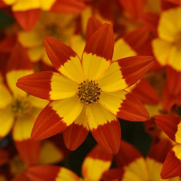 Namid™ Red+Yellow Eye