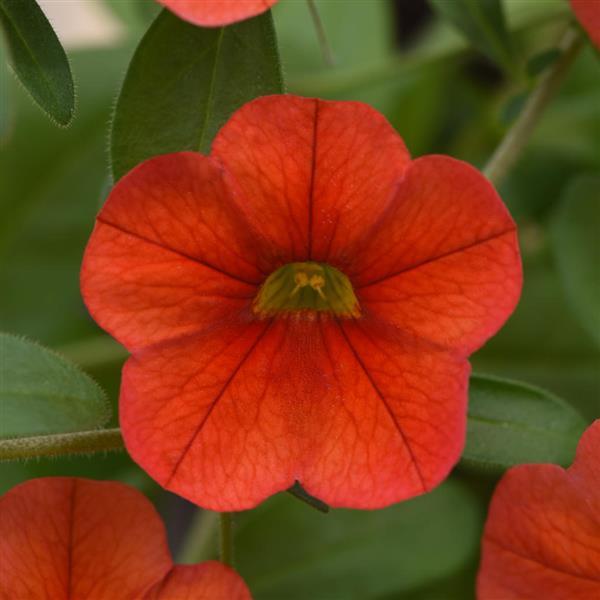 MiniFamous<sup>®</sup> Neo Deep Orange