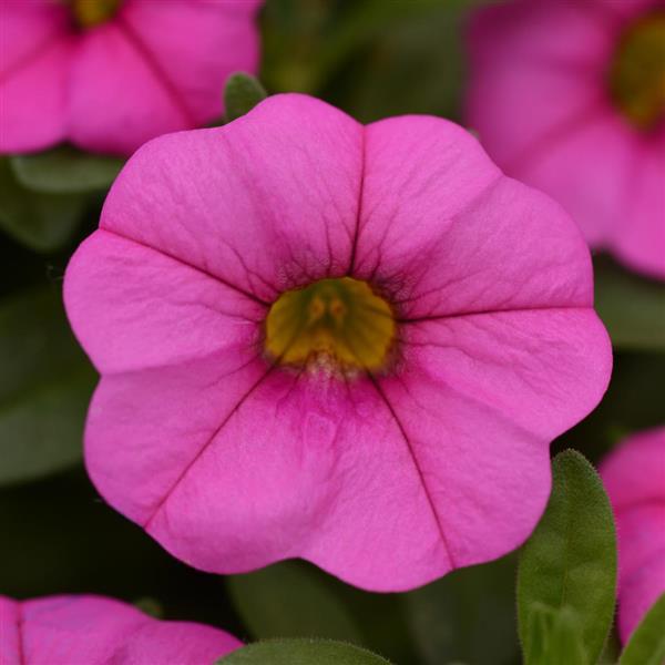 MiniFamous<sup>®</sup> Neo Pink