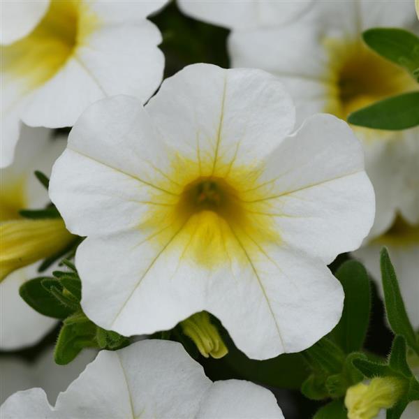 MiniFamous<sup>®</sup> Neo White+Yellow Eye
