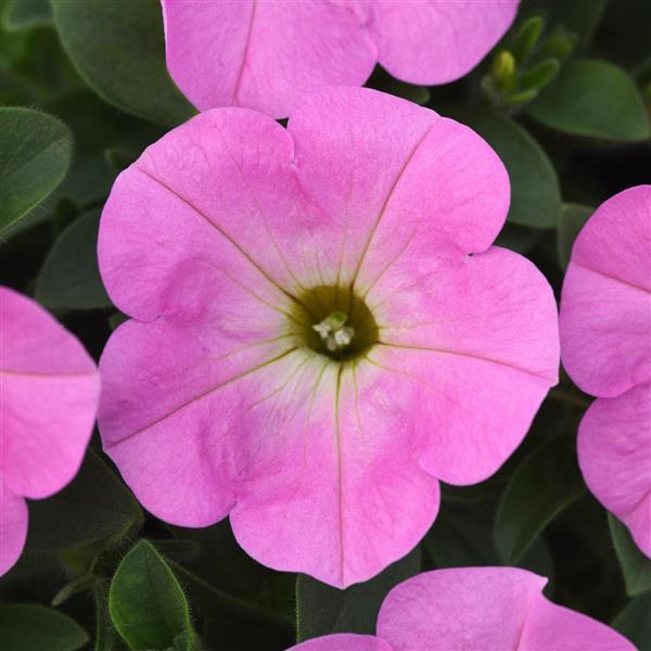 Starlet™ Light Pink