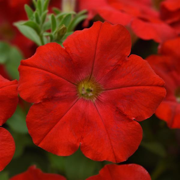Starlet™ Red