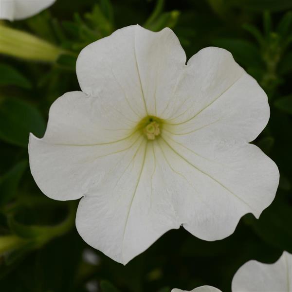 Starlet™ White