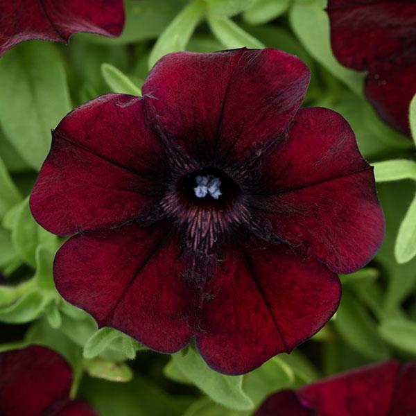 Starlet™ Pinot Red