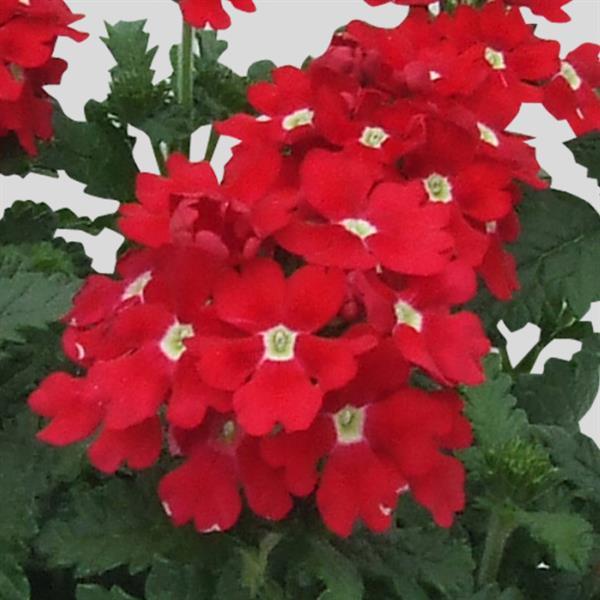 Blues™ Red