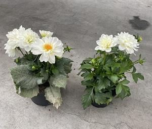 Selecta One vs a competing variety of Dahlias side-by-side comparison