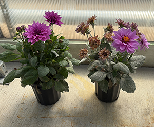 Selecta One vs a competing variety of Dahlias side-by-side comparison