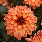 bloom shot of a peach-pink dahlia