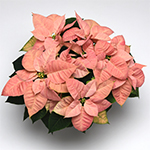 An overhead shot of cinnamon-colored poinsettia