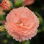 A bloom shot of peach-colored dianthus