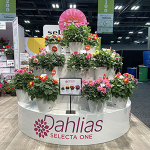 Dahlias display on a giant cake-tier stand at a tradeshow