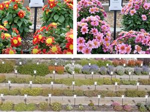 Collage of trials garden with colorful flowers