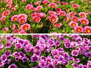 Collage of trials garden with colorful flowers