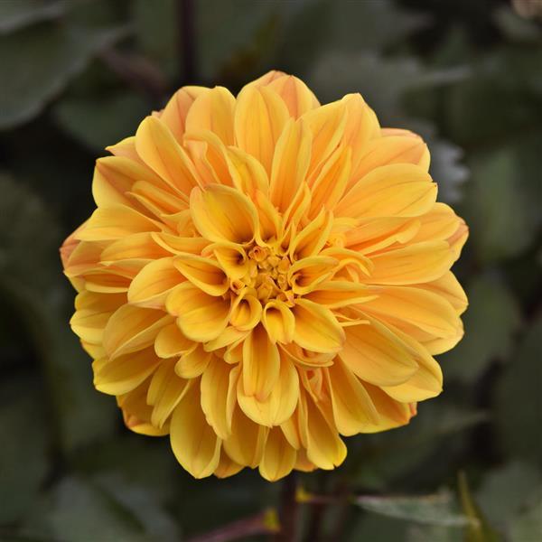 City Lights™ Compact Sunny Yellow