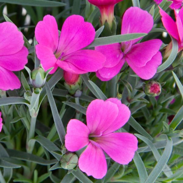 Pashmina™ Magenta