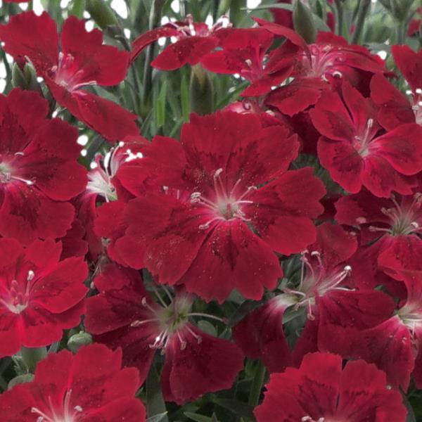 Pashmina™ Berry Red