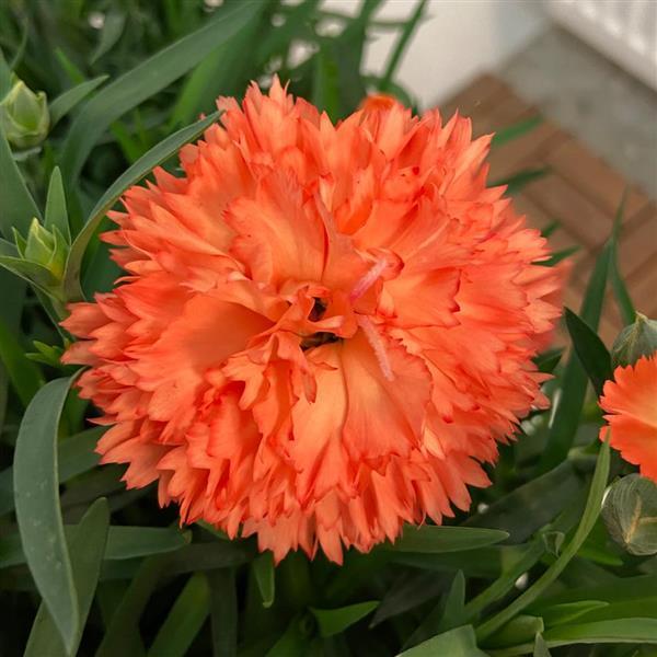 Vivacia™ Orange