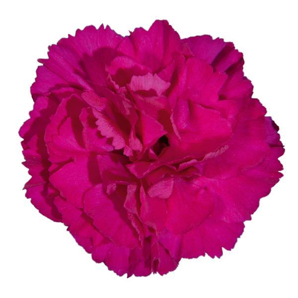Vivacia™ Purple