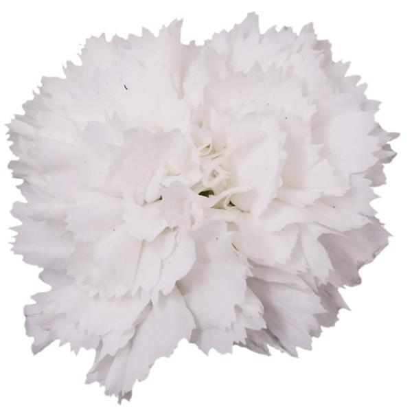 Vivacia™ White