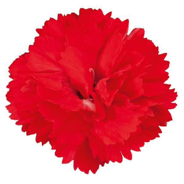 Vivacia™ Bright Red