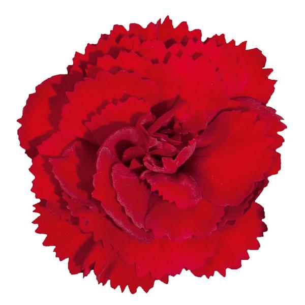Vivacia™ Deep Red