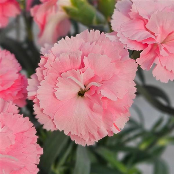 Vivacia™ Light Pink 26