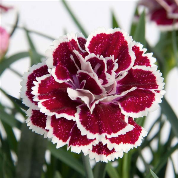 DiaDeur™ Magenta+White Edge