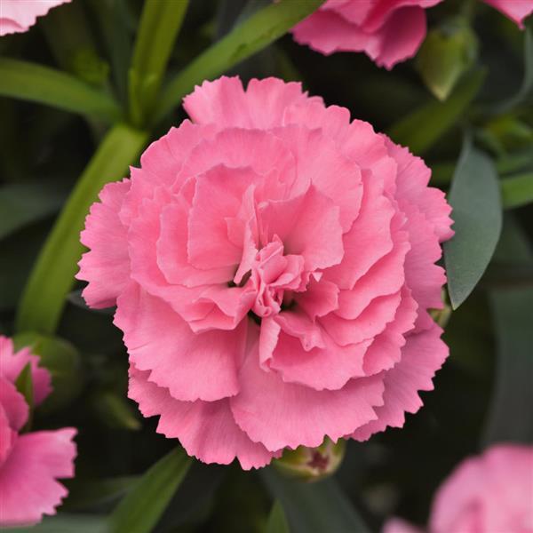 SuperTrouper™ Light Pink