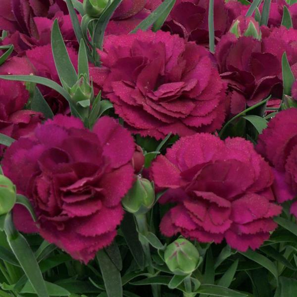 SuperTrouper™ Purple