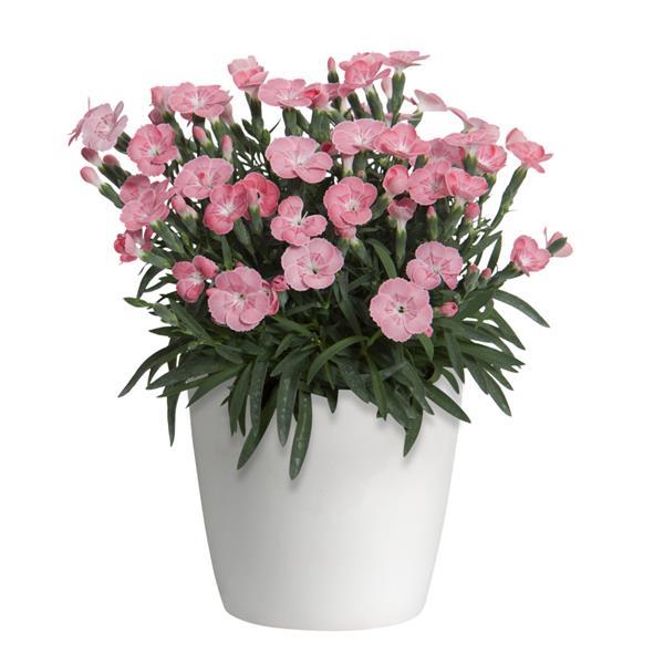 Dianthus Palm Peach Container