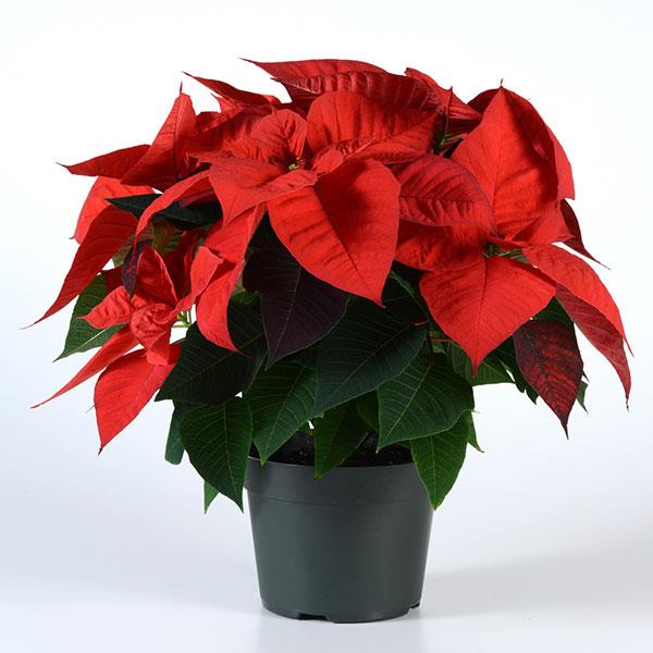 Poinsettia Christmas Eve Red Container