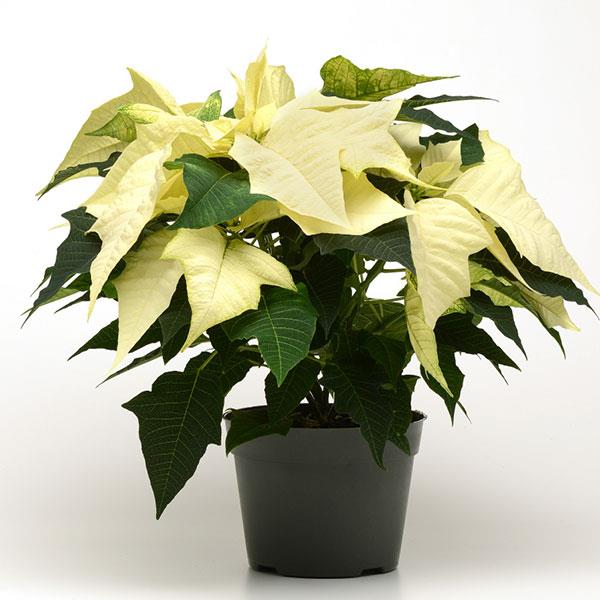 Poinsettia Wintersun White Container