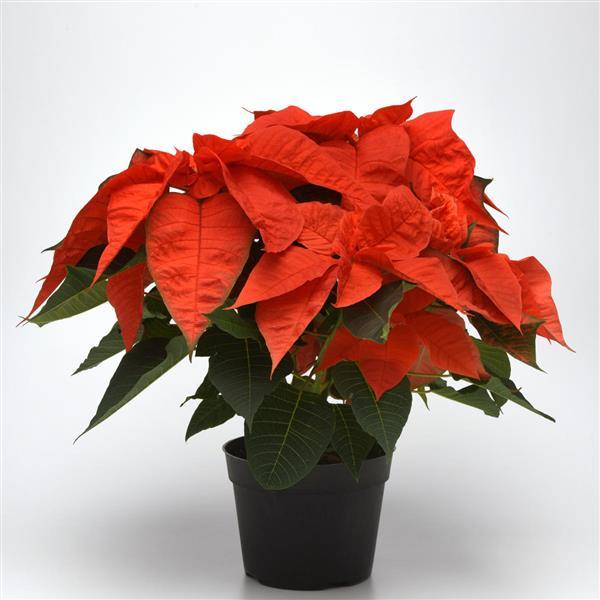 Poinsettia Orange Glow Container